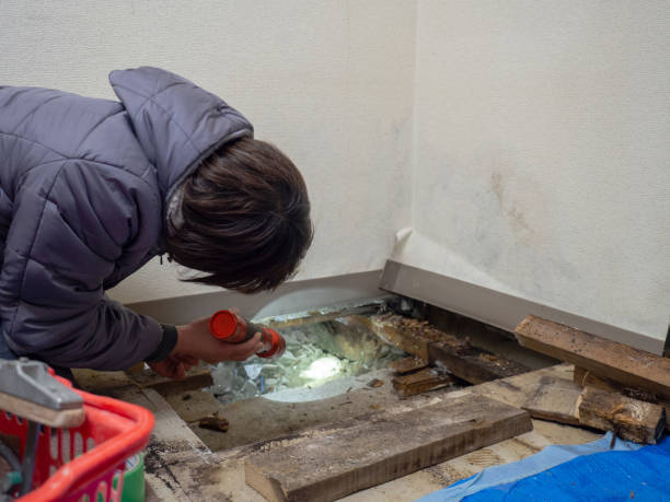 Best Mold Removal for HVAC Installations  in St Michaels, MD