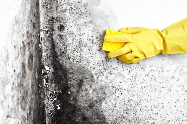 Best Forensic Mold Investigation  in St Michaels, MD