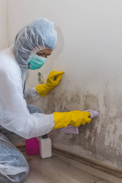 Best Black Mold Removal  in St Michaels, MD