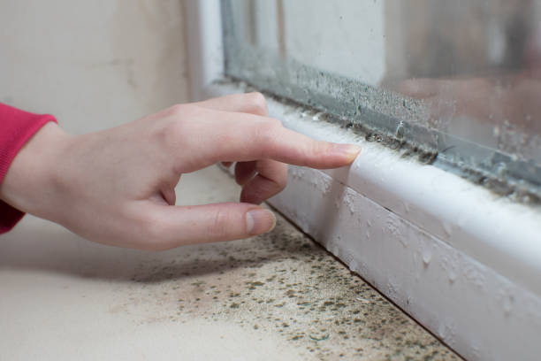 Best Post-Construction Mold Inspection  in St Michaels, MD